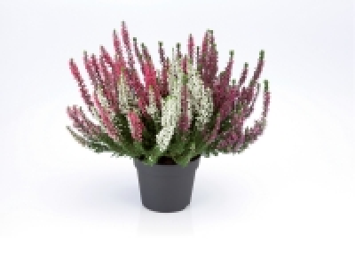 Bruyère calluna trois couleurs
