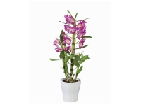 Lidl  Orchidée dendrobium en pot céramique
