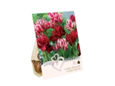 Bulbes de fleurs mix couleurs