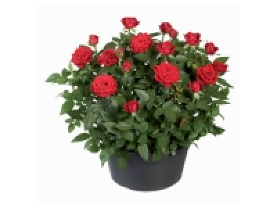 Rosier en coupe