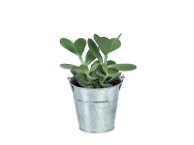 Mini Cactée en sceau Zinc