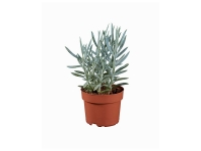 Lidl  Cactus et succulentes mix