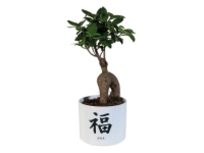 Ficus Ginseng en céramique « Japan »