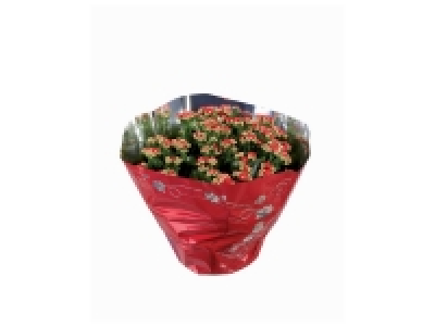 Lidl  Kalanchoe en coupe XXL