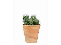 Lidl  Cactus en pot terre cuite