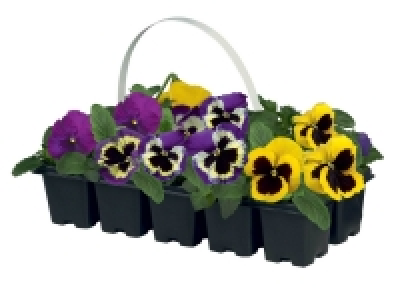 Barquette de pensées et viola cornuta