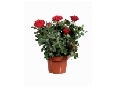 Rosier XL