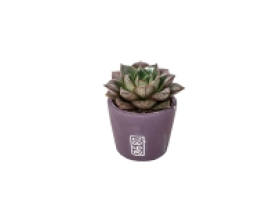 Succulente en pot céramique