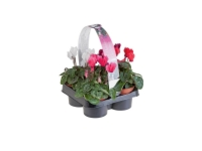 Barquette de 4 cyclamen