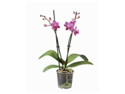 Orchidée collection