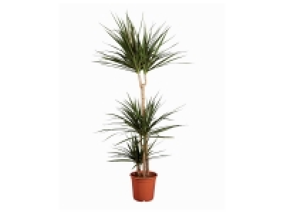 Grande plante verte 10.99 €
