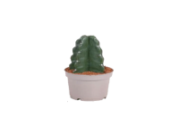 Lidl  Cactus Cuddly