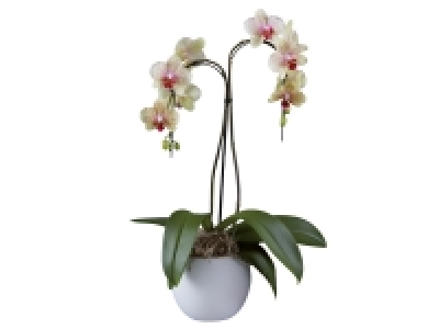 Orchidée cascade 2 tiges