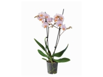 Orchidée 2 tiges 6.99 €