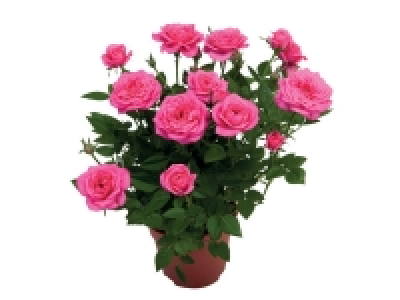 Rosier en pot 1.86 €