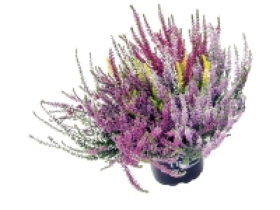 Lidl  Bruyère Calluna trois couleurs