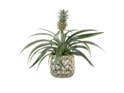Ananas 9.99 €