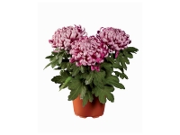 Lidl  Chrysanthème grosses fleurs ou pack de 3 mini cactus