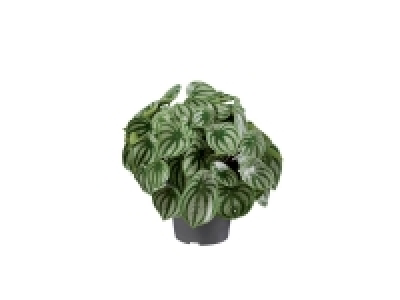 Begonia ou Peperomia 8.99 €