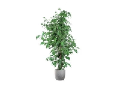 Grande Plante verte 12.99 €