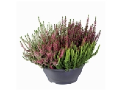 Lidl  Bruyère Calluna en coupe