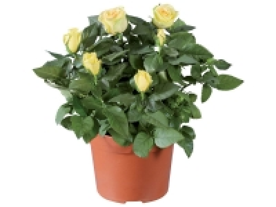 Rosier en pot ou plante fleurie
