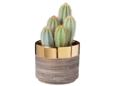 Lidl  Cactus en pot déco