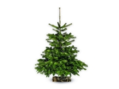 Lidl  Sapin Nordmann 1er choix