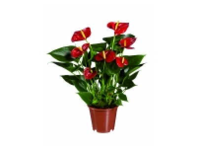 Anthurium 4.29 €
