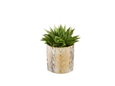 Lidl  Succulentes en céramique gold white