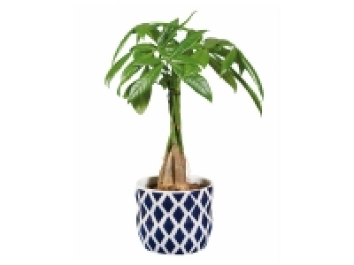 Lidl  Plante verte en pot asia