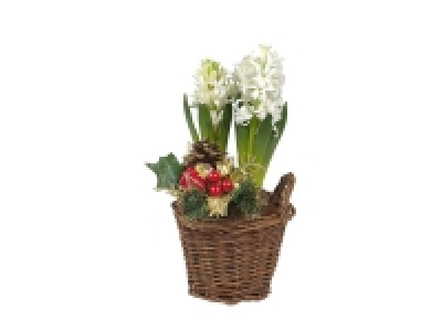Jacinthe en corbeille