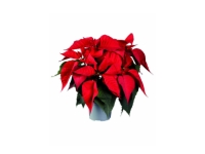 Étoile de Noël 2.89 €