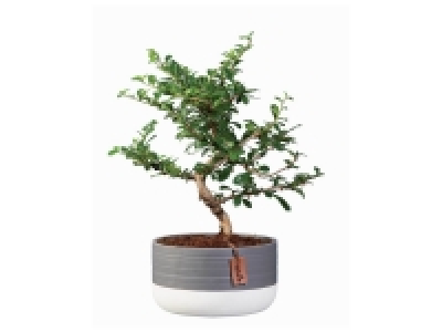 Bonsaï en pot céramique
