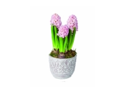 Coupe de jacinthes céramique