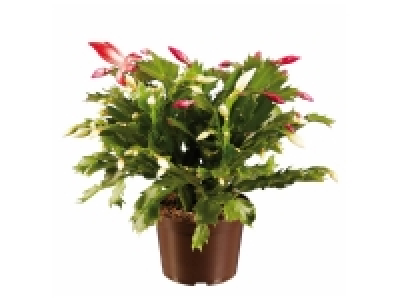 Schlumbergera duo ou plante verte suspension asainisseur dair