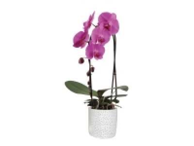 Orchidée cascade en pot beton