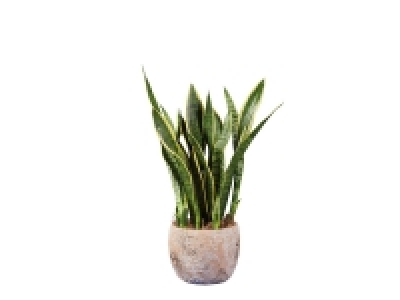 Plante exotique en pot béton
