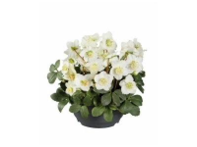 Rose de Noël en coupe