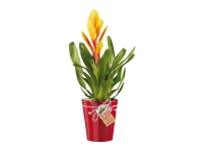 Broméliacé en pot céramique
