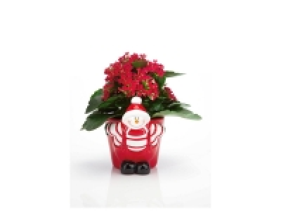 Kalanchoé père Noël