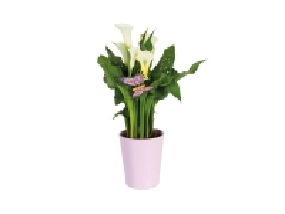 Lidl  Calla en céramique