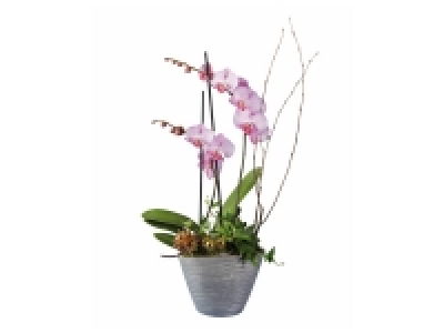 Composition orchidée fête