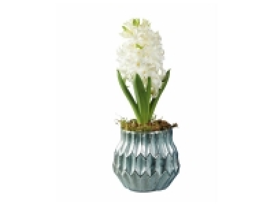 Jacinthe en pot céramique déco