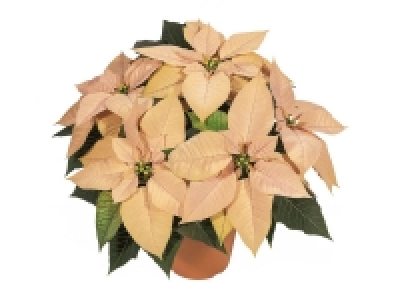 Petite étoile de Noël couleur