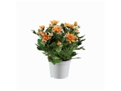 Plante fleurie