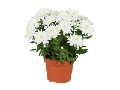 Marguerite de Noël