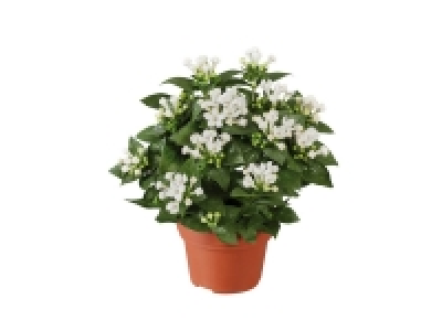 Bouvardia