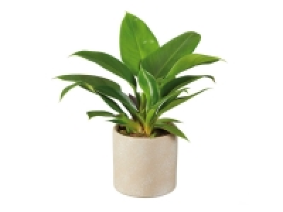 Philodendron en pot céramique