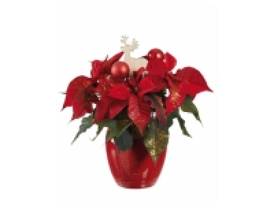 Lidl  Étoile de Noël en coupe céramique